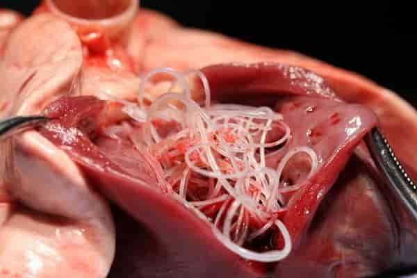 قیمت خرید روده کوچک گاو عمده به صرفه و ارزان 3